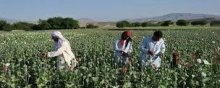  زراعة-وانتاج-المخدرات - زراعة وانتاج المخدرات انتهاک صارخ لحقوق الانسان