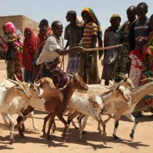  مجاعة-والجفاف - مفوضیة شؤون اللاجئین تحذر من مخاطر الموت الجماعی فی الیمن ودول أفریقیة