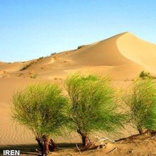  بیابان-زدایی - ایران و سازمان ملل برنامه مقابله با ریزگردها را اجرا می‌کنند