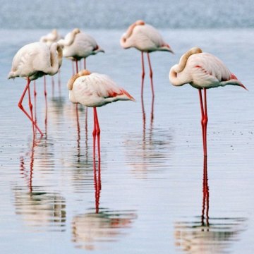 Migrating flamingos opt to stay in reviving Lake Urmia